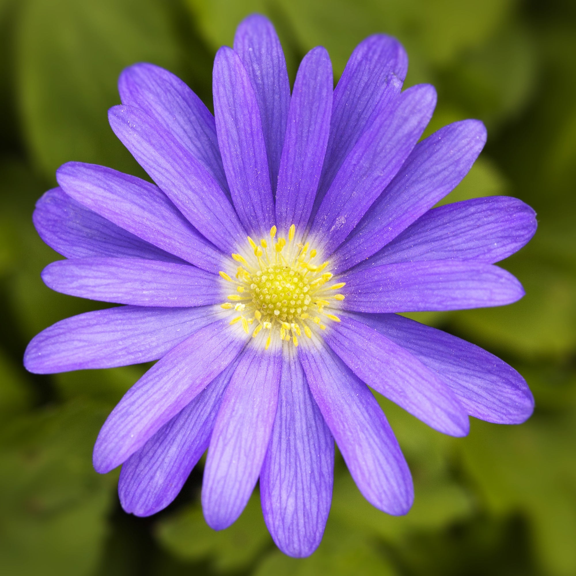 Anemone - Blanda Blue Shades