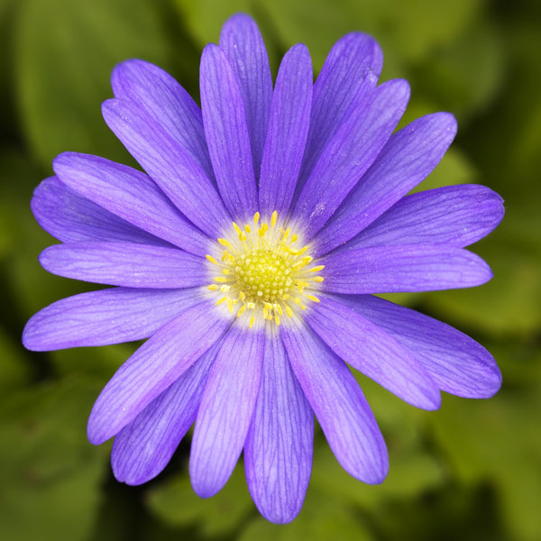 Anemone - Blanda Blue Shades