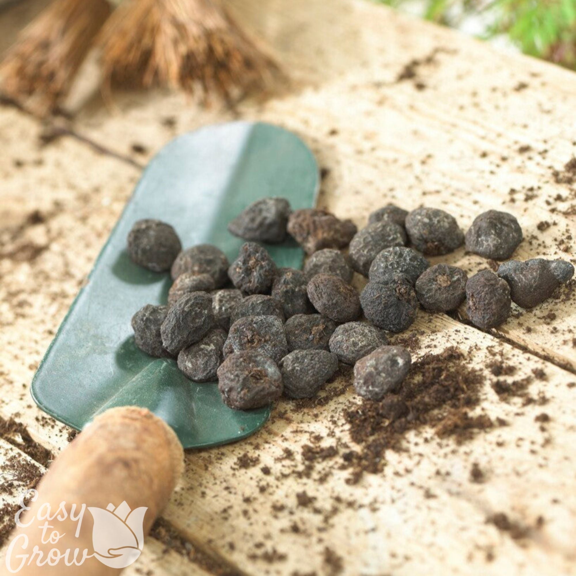 Anemone - Blanda Blue Shades