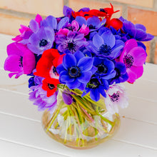 Anemone - Monarch de Caen Mix