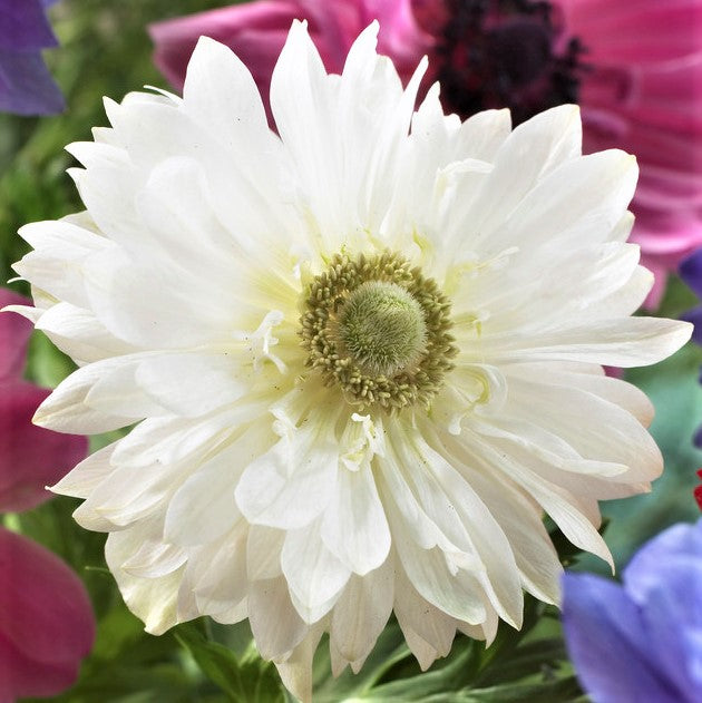 Anemone - Mount Everest