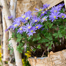 Anemone - Blanda Blue Shades