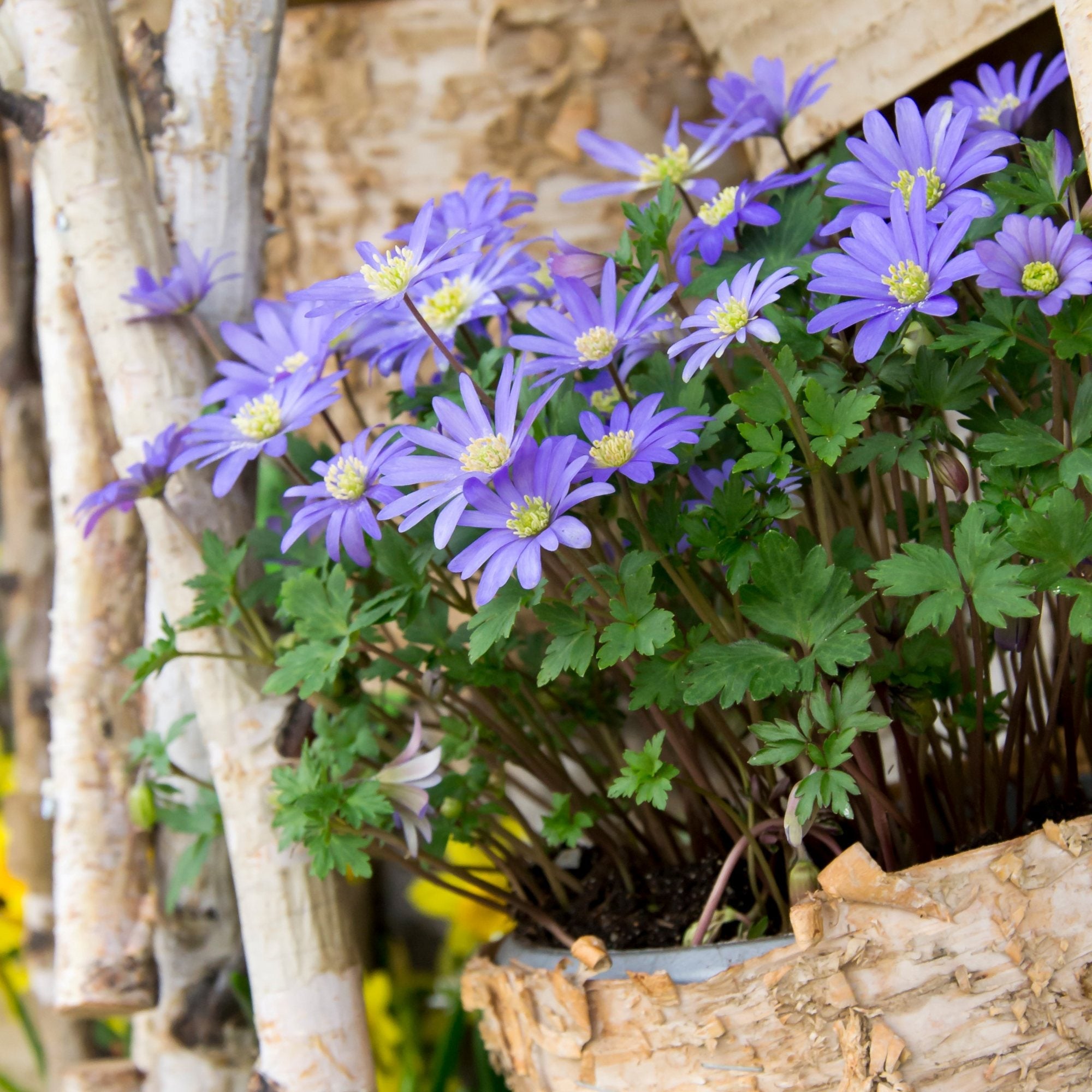 Anemone - Blanda Blue Shades