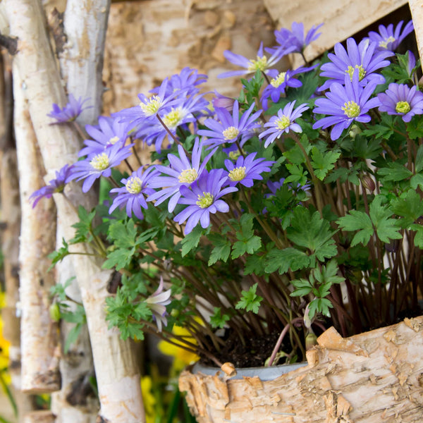 Anemone - Blanda Blue Shades