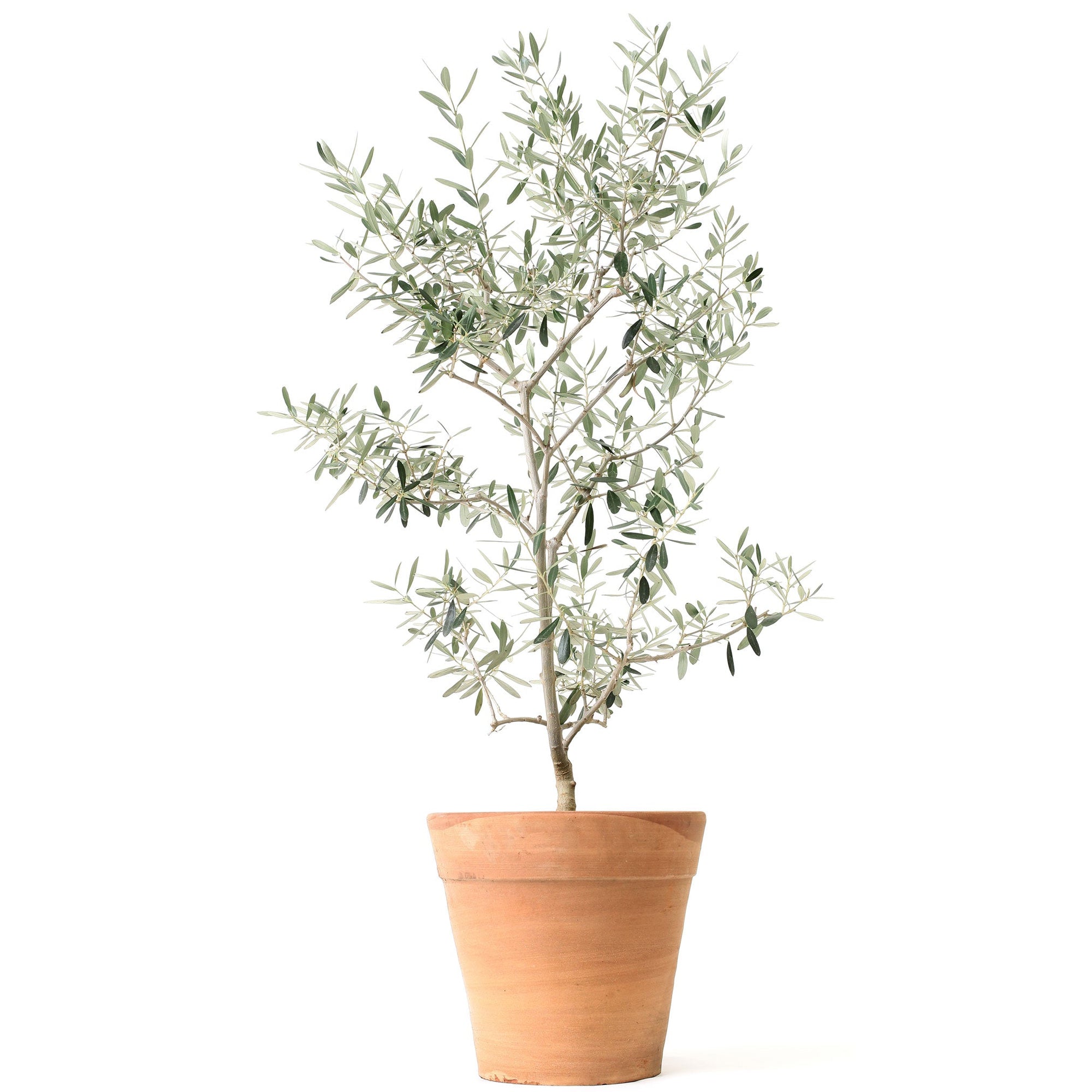 Arbequina Olive Tree