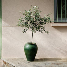 Olive Tree (TS)