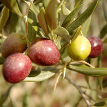 Olive Tree (TS)