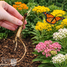 Asclepias - Soulmate Swamp Milkweed