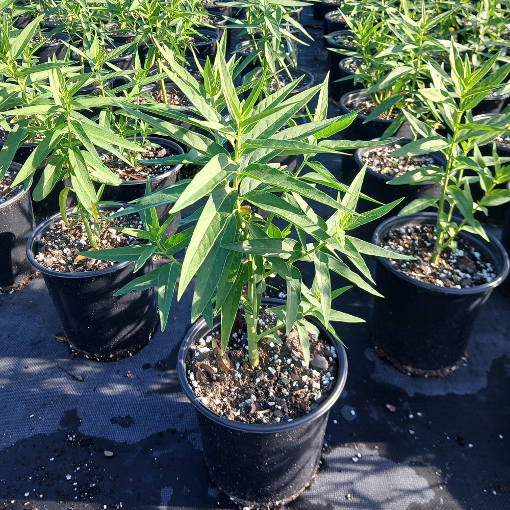 Asclepias incarnata Ice Ballet 1G