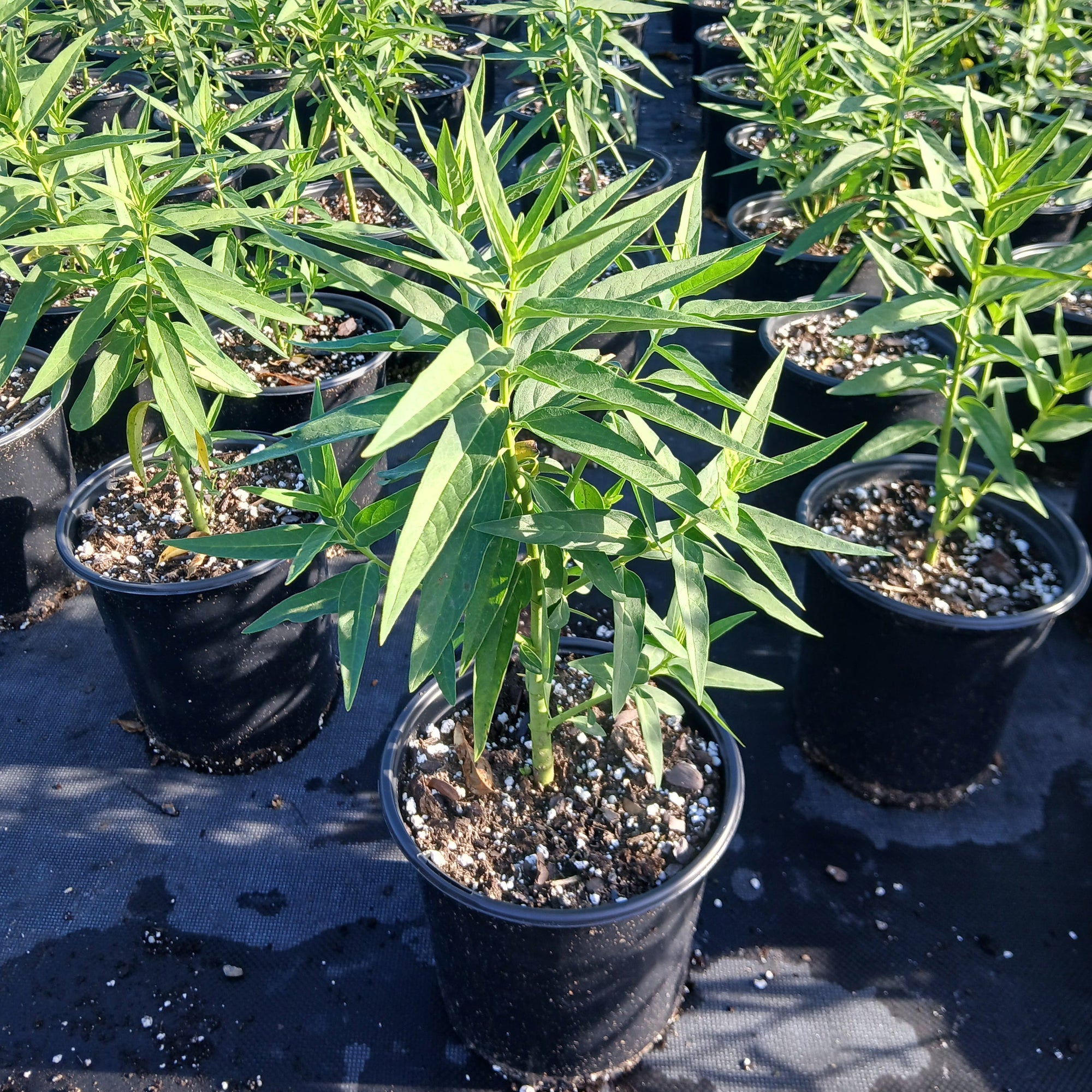 Asclepias incarnata Ice Ballet 1G