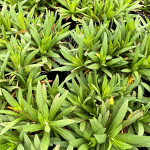 Aster novae-angliae Purple Dome 1G