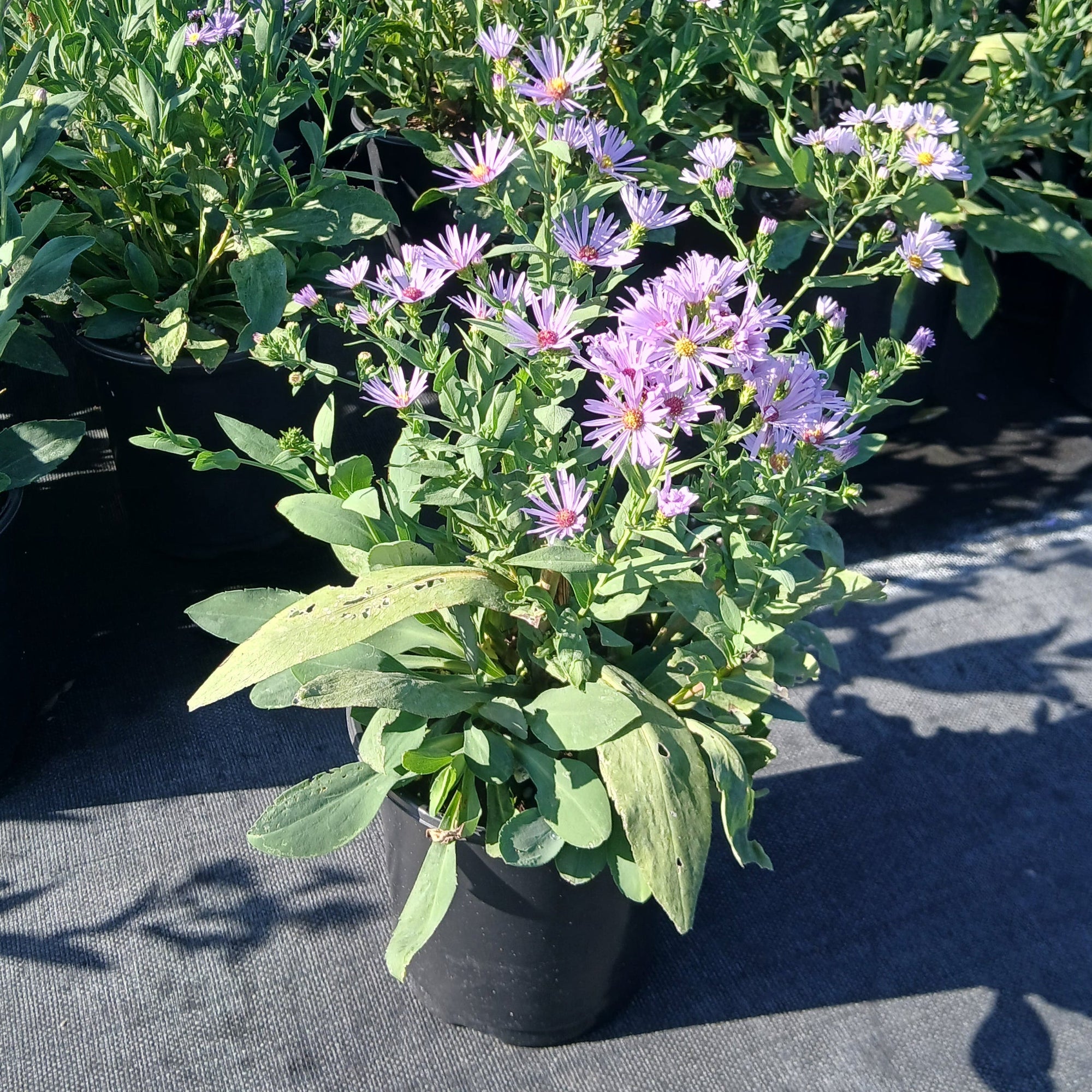 Aster laevis 1Q