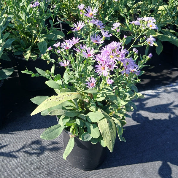 Aster laevis 1Q