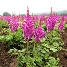 Astilbe - Vision