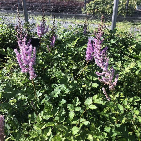 Astilbe chinensis Purple Candles 1Q