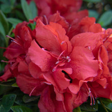 Ever After™ Ruby Reblooming Azalea