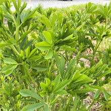 Baptisia australis 1G