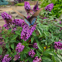 Blueberry Pie® Butterfly Bush