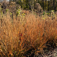 Calamagrostis x Cheju-Do 1G