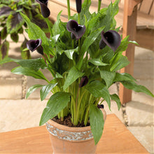 Calla - Odessa