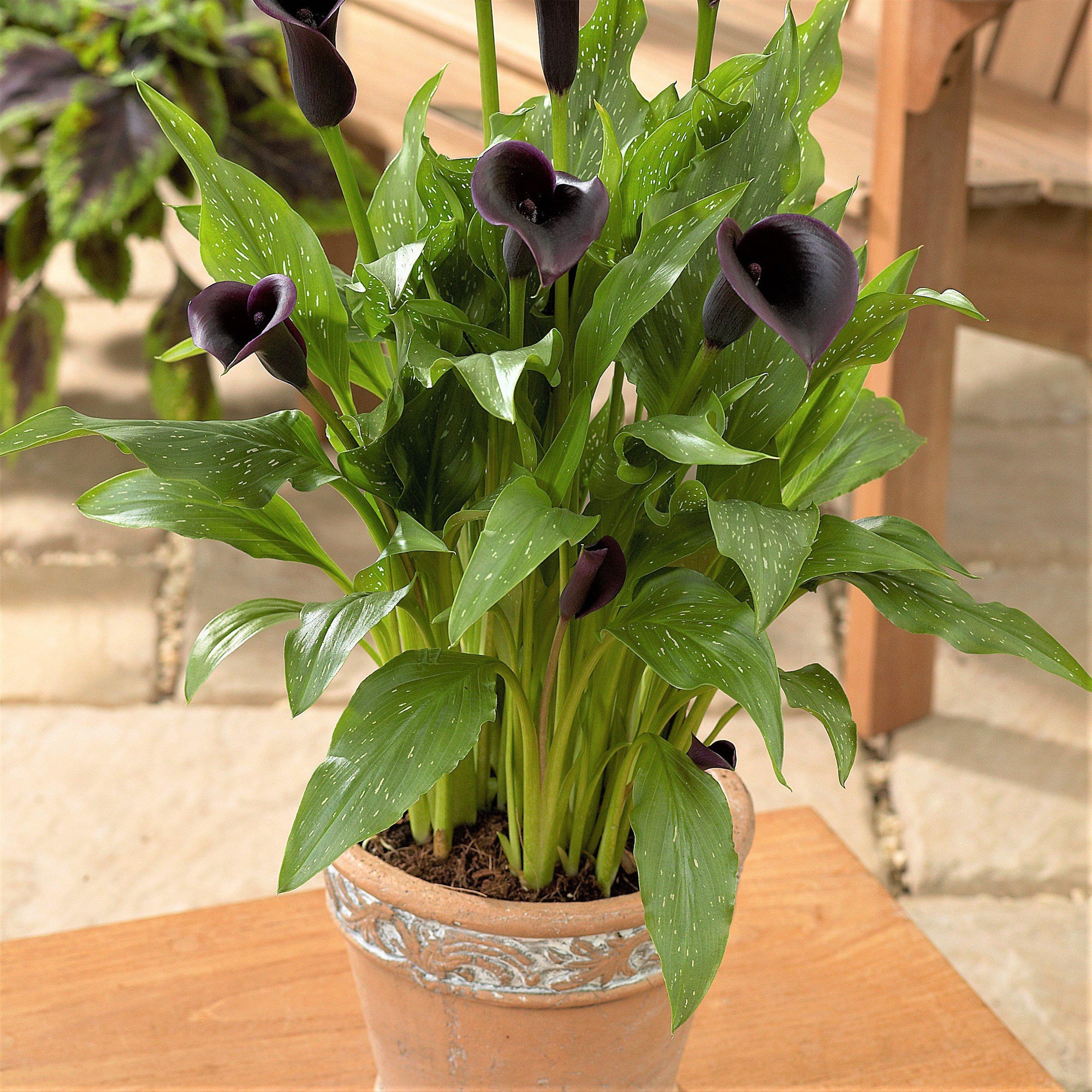 Calla - Odessa