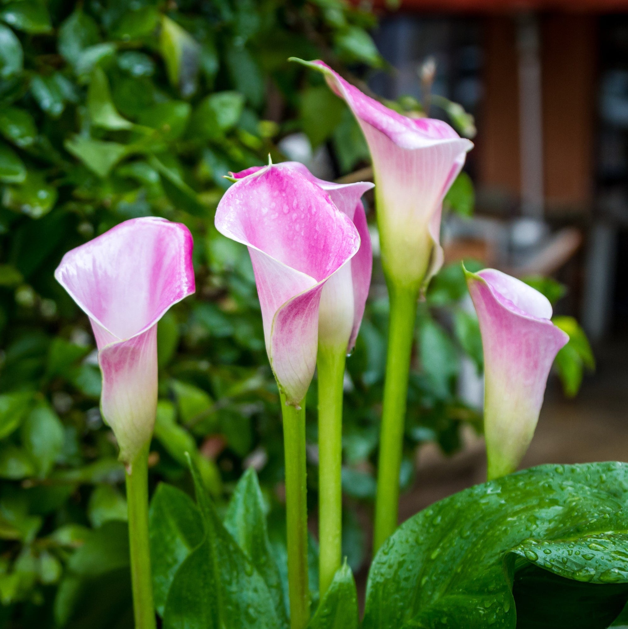 Calla - Pink Melody