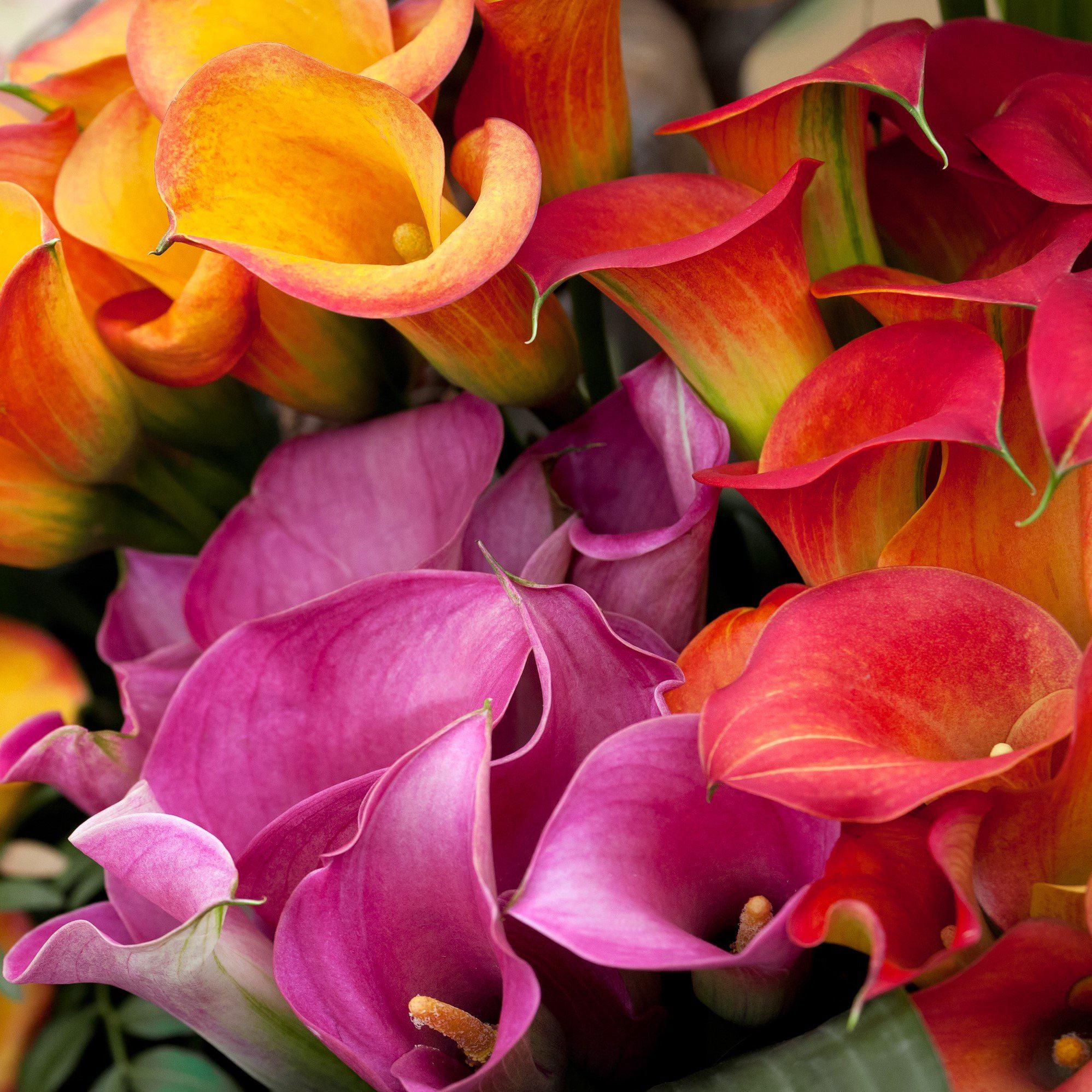 Calla - Rainbow Mix