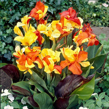 Canna - Cleopatra Mix (Bi-Color)