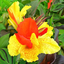Canna - Cleopatra Mix (Bi-Color)