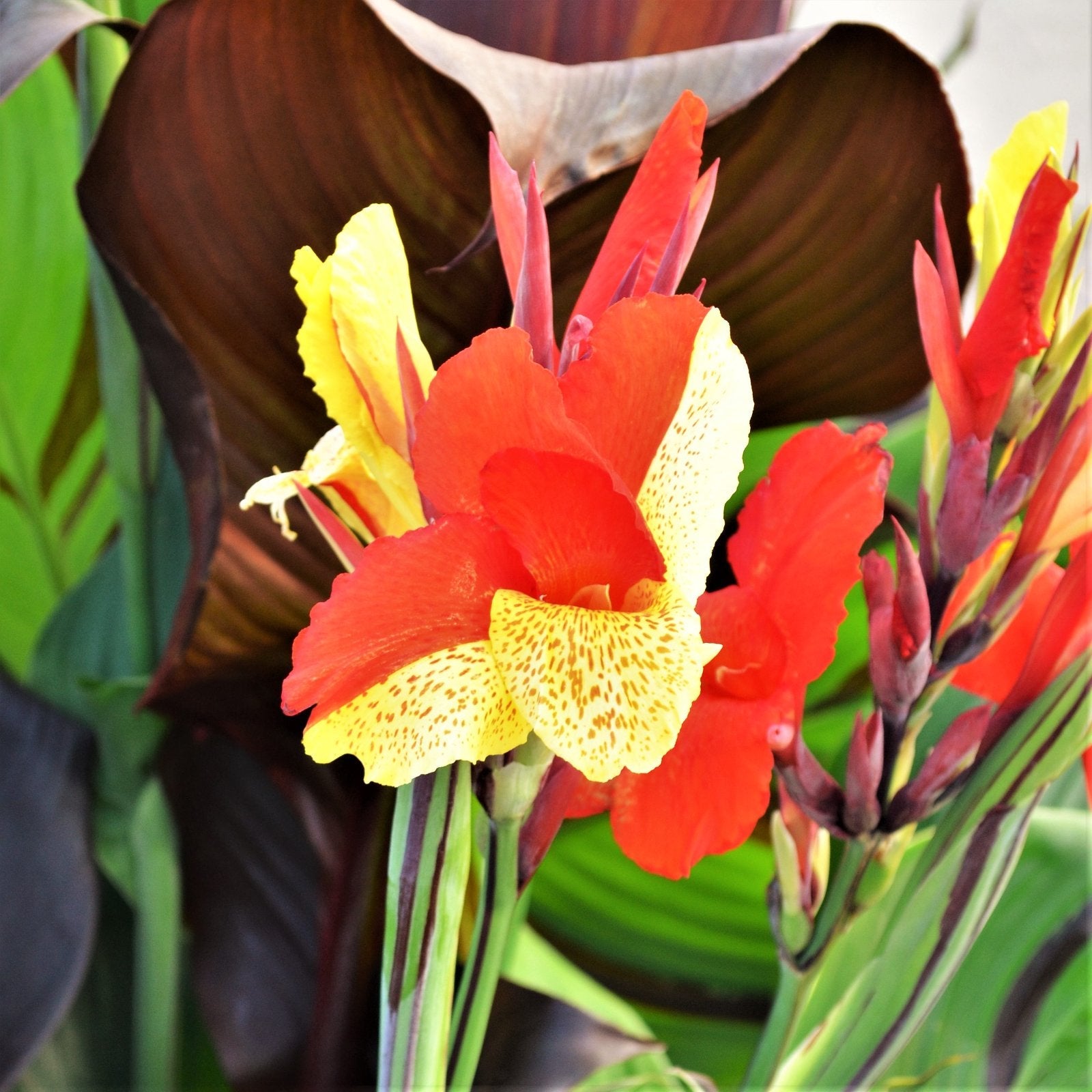 Canna - Cleopatra Mix (Bi-Color)