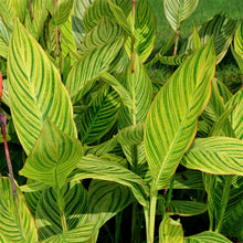 Canna - Pretoria Bengal Tiger