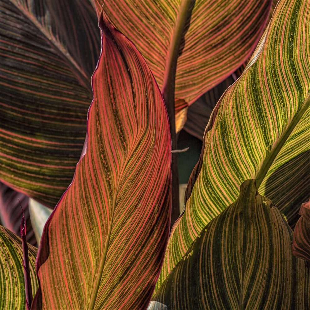 Canna - Tropicanna