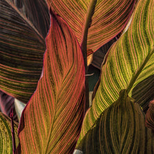 Canna - Tropicanna