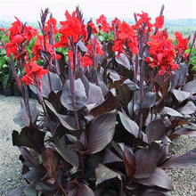 Canna - Tropicanna Black