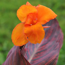 Canna - Tropicanna