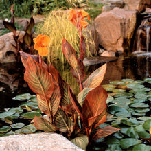 Canna - Tropicanna