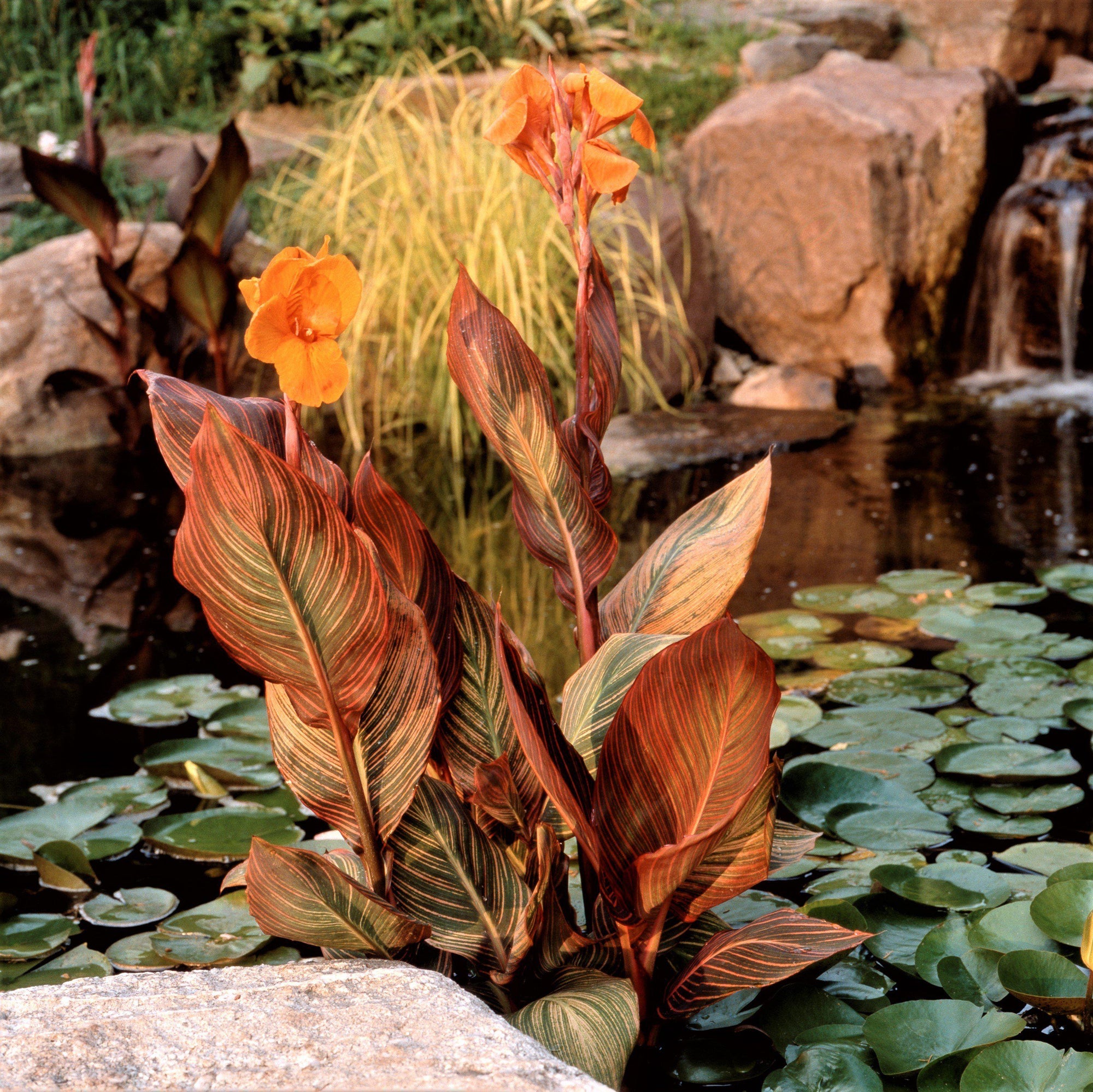 Canna - Tropicanna