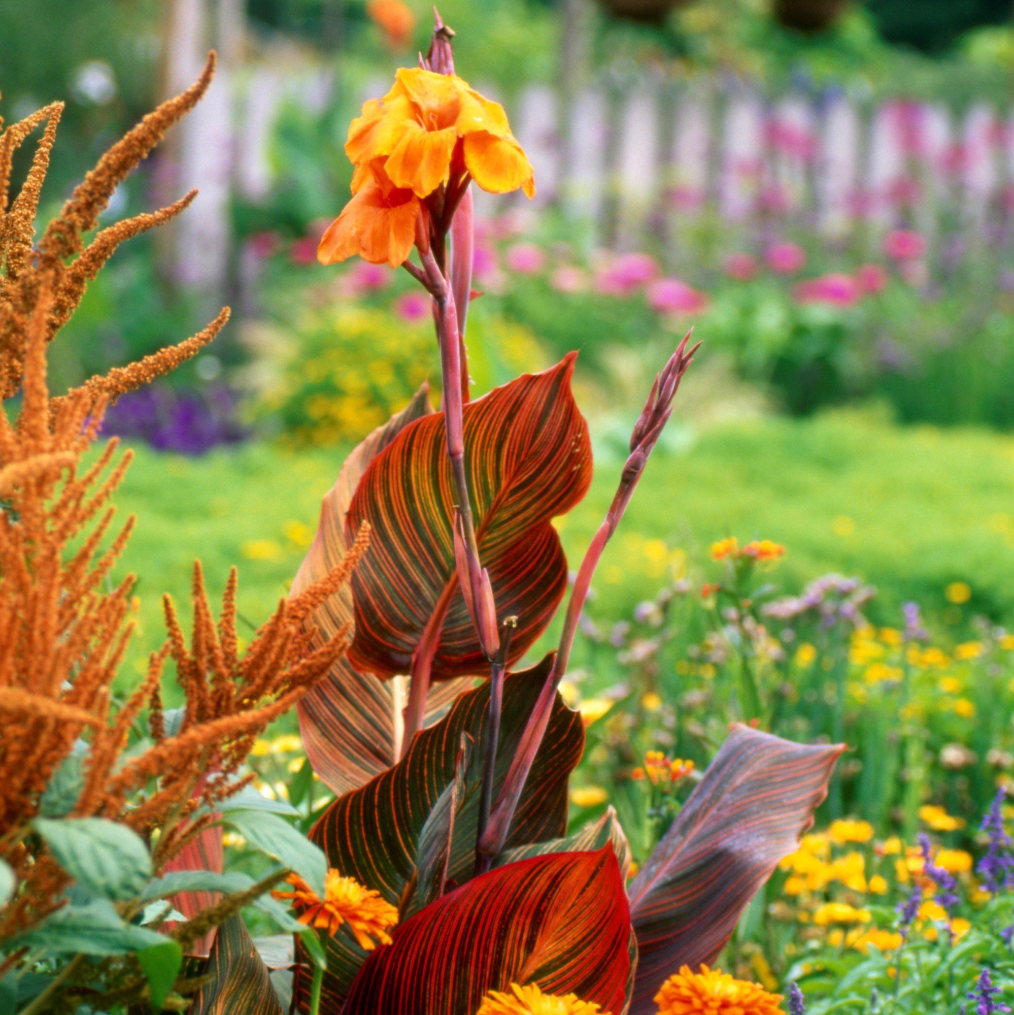 Canna - Tropicanna