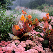 Canna - Tropicanna