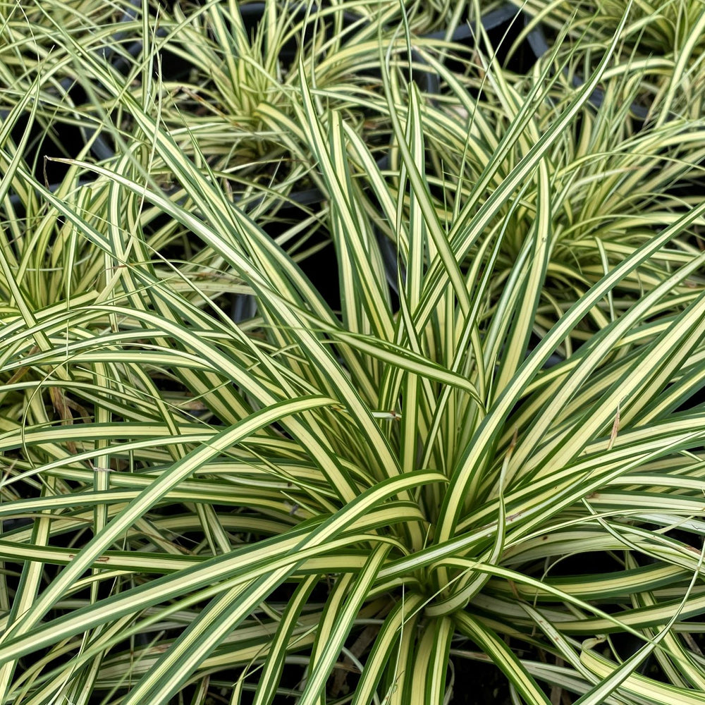 Carex oshimensis Evergold 1G