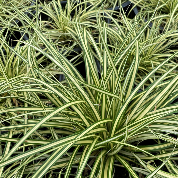 Carex oshimensis Evergold 1G