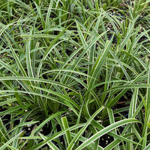 Carex morrowii Ice Dance 1G