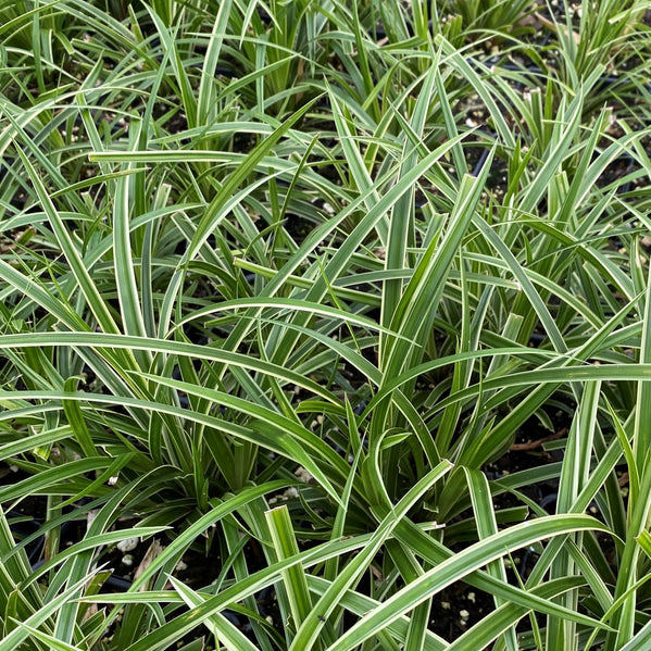 Carex morrowii Ice Dance 1G