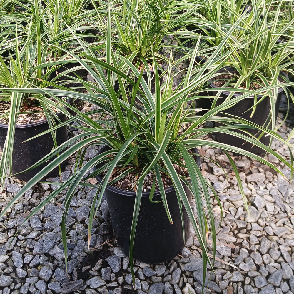 Carex morrowii Ice Dance 1G
