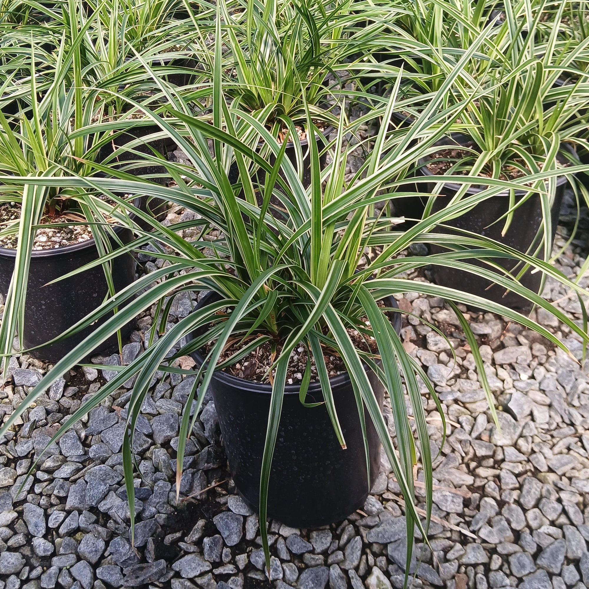 Carex morrowii Ice Dance 1G