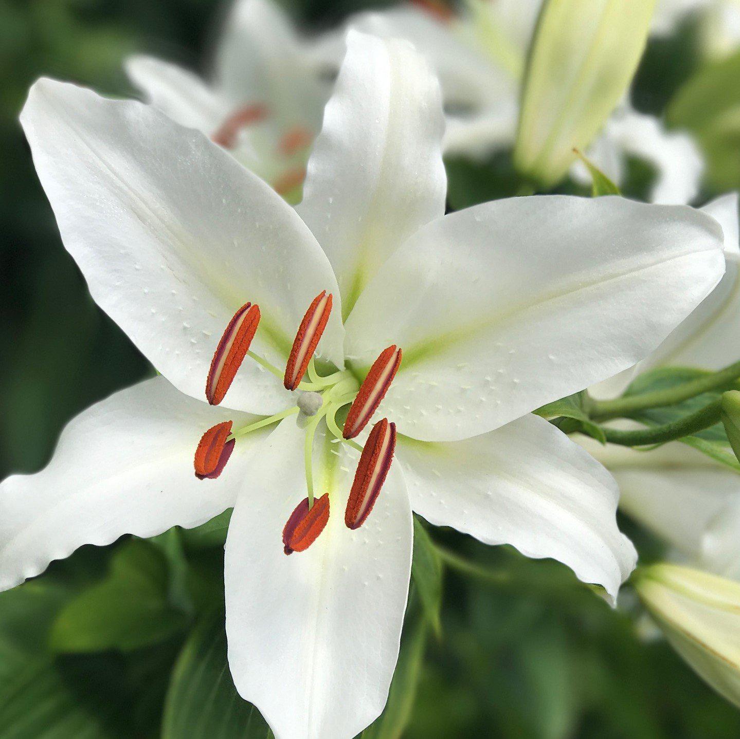Lilium - Oriental Lily Casa Blanca: 3 bulbs