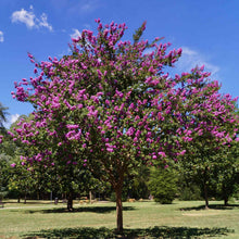 Catawba Crape Myrtle
