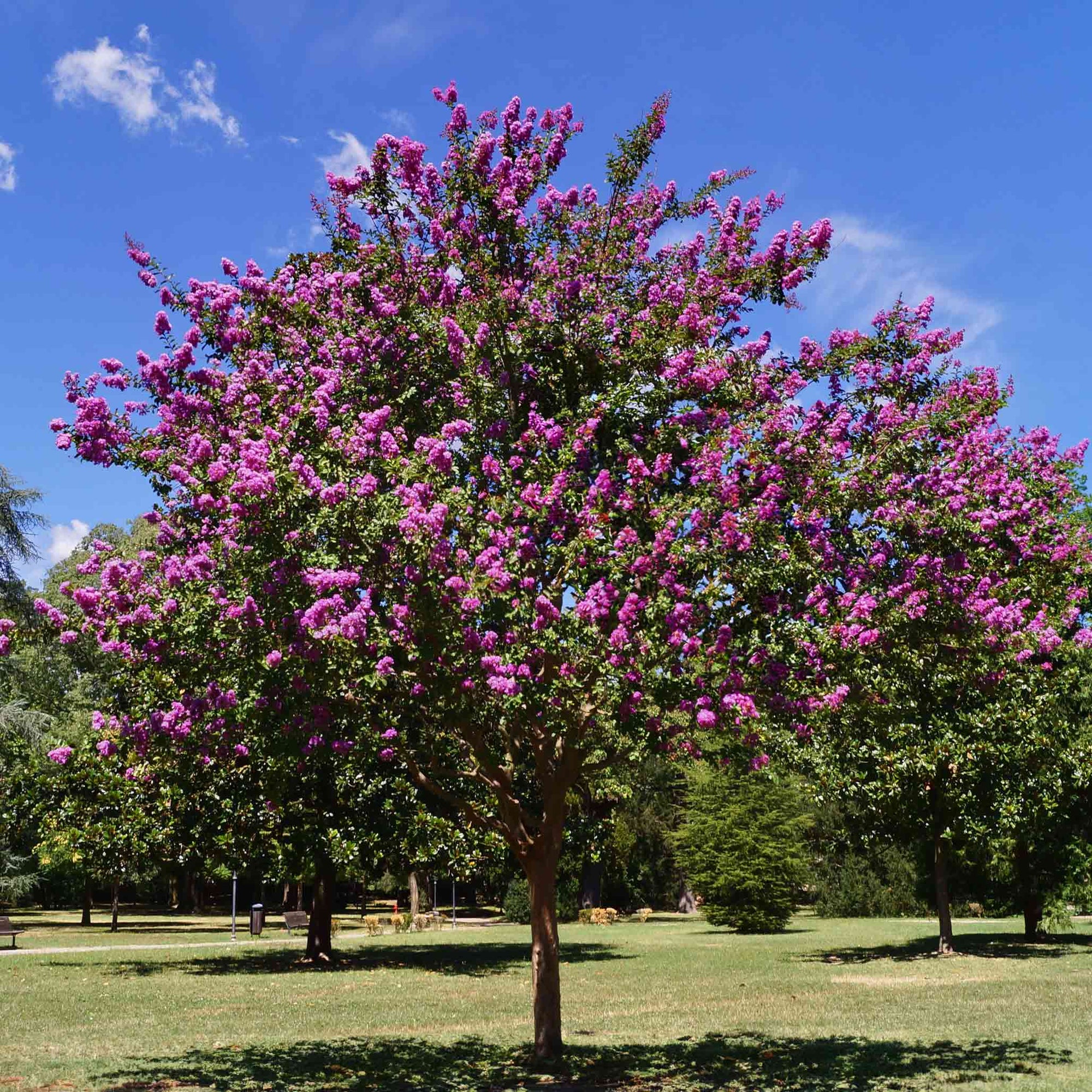 Catawba Crape Myrtle