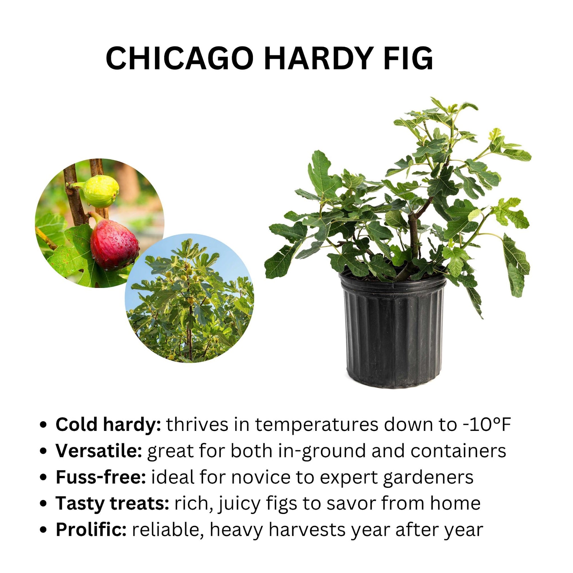 Chicago Hardy Fig Tree