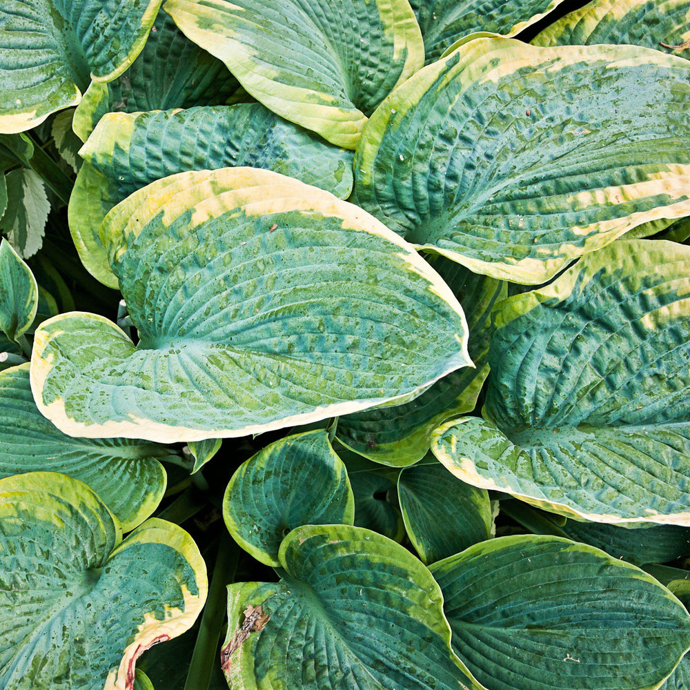 Hosta - Christmas Tree